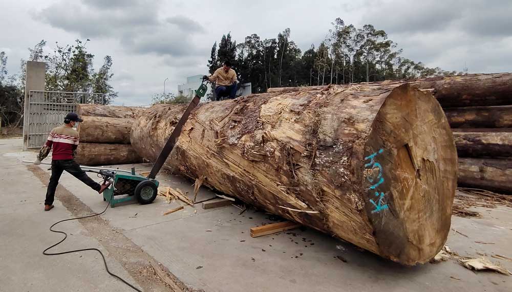 工作日志：加工北美大口径铁杉原木